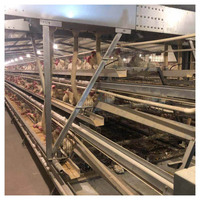 Cage pour Poules Pondeuses pour Ferme Avicole en Afrique du Sud
