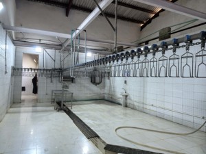 Linea di Produzione Automatica per Macellazione di Polli Intero per Spazi Ristretti - Product Image 5