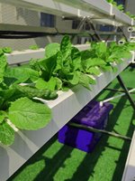 Système hydroponique NFT pour la culture hors-sol de légumes et de fraises, à base de tuyaux haute rigidité, pour balcon
