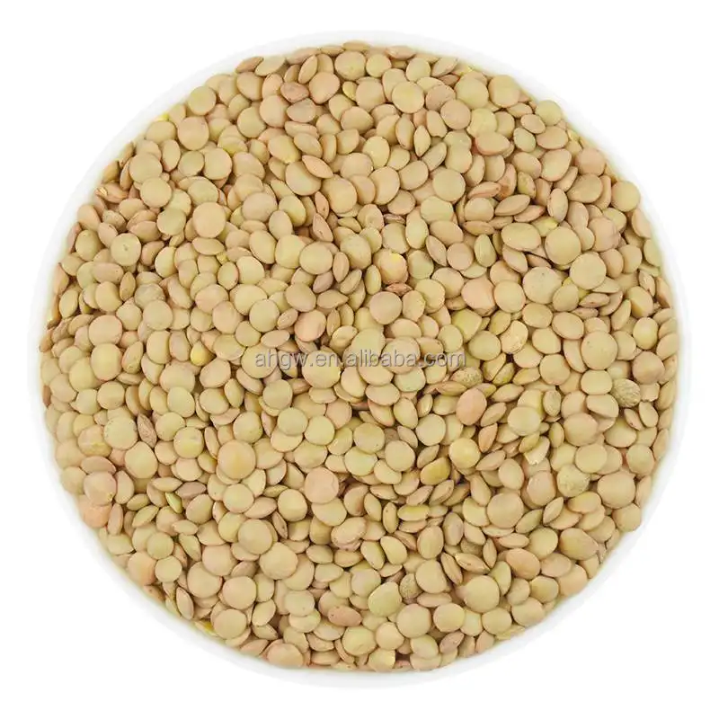 Produção por atacado de lentilhas verdes de alta qualidade mais recente