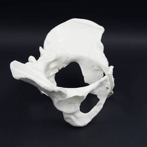 Modelo de Esqueleto Pélvico Femenino para <span class=keywords><strong>Centro</strong></span> de Atención Postparto, Examen de <span class=keywords><strong>Obstetricia</strong></span> <span class=keywords><strong>y</strong></span> <span class=keywords><strong>Ginecología</strong></span>, Enseñanza de Partería, Ayuda Didáctica - Product Image 3