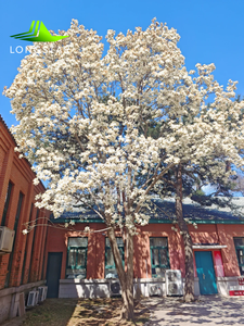 วัสดุผ้าไฟเบอร์กลาสสำหรับตกแต่งภูมิทัศน์ห้างสรรพสินค้าทั้งในร่มและกลางแจ้ง <span class=keywords><strong>ต้นไม้</strong></span>จำลองขนาดใหญ่ ตกแต่ง<span class=keywords><strong>ต้นไม้</strong></span>ดอกแมกโนเลีย - Product Image 2