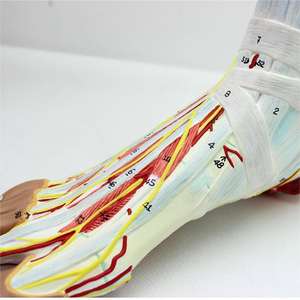 Modelo anatómico de músculo de pie humano desmontable de alta calidad con vasos sanguíneos y nervios 9 partes - Product Image 4