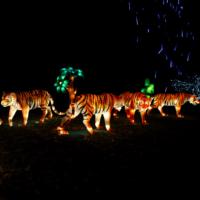 Maßgefertigte Realistische Tiger-Gruppen-Neujahrs-Laternen LED-Lichter Wasserdichtes Design Safari-Wildtier-Themenparks