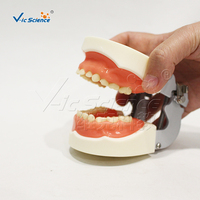 Modelo Dental Decíduo de 24 Dientes con Encías Blandas y Articulador FE para Entrenamiento en Odontología Pediátrica, con Certificaciones CE, ISO, ROHS y CNAS