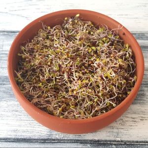 Bán buôn gốm nảy mầm mầm đất sét sprouter Kit đất nung tháp Hạt Giống Nảy mầm khay - Product Image 3