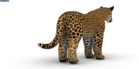 Grand énorme gros oxford tissu air coup gonflable tigre animal léopard panthère lion modèle jouet pour éditer bouffée 3D animal
