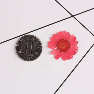 Flor seca de crisantemo Real 3D, 15 colores, Nail Art, Gel UV, diseños acrílicos, decorar flores secas - Product Image 5