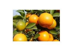 Calamansi en polvo, el mejor precio - Product Image 5