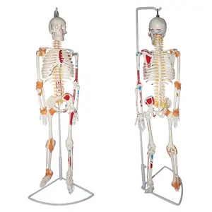 85CM İskelet modeli sinir, kas, Ligement - Product Image 1