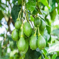 Hoogzuiver voedingsmiddelkwaliteit oplosmiddelvrij puur water geëxtraheerd Naringin natuurlijk grapefruitschil fruitextract poeder 95%-98% trommel