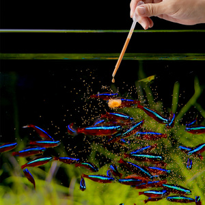 Uuidear Artemia Brine Shrimp <strong>Hatchery</strong> Kit - Product Image 6