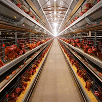 Poulailler préfabriqué en structure acier XYSS avec bac de collecte des œufs