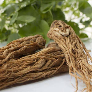 Extrato de Erva Tradicional Chinesa de Melhor Qualidade, Extrato de <span class=keywords><strong>Angelica</strong></span> / <span class=keywords><strong>Angelica</strong></span> Sinensis - Product Image 4