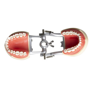 Modèles de cavité buccale dentaire à mâchoire longue articulée, 32 pièces, détachables, pour la préparation dentaire, en résine - Product Image 2