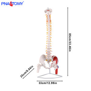85 सेमी लचीला मानव रीढ़ की हड्डी के सिर और मांसपेशियों के सम्मिलन कंकाल पेल्विस अस्थि मज्जा शरीर - Product Image 5
