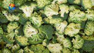 Machine à couper le brocoli FC-<span class=keywords><strong>XL</strong></span>-I, machine à couper la couronne de brocoli et de chou-fleur - Product Image 3