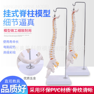 Modèle pédagogique de colonne vertébrale humaine miniature de 45 cm avec bassin, fémur et neurosquelette - Product Image 1