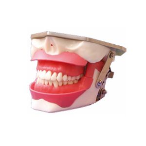 Modelo de educación dental anatómica dental, modelo de práctica de anestesia y extracción - Product Image 1
