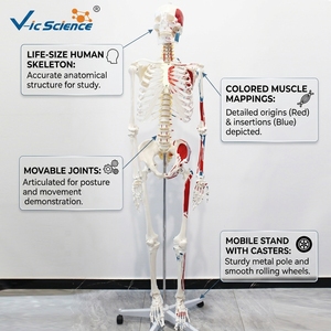 Modelo de <span class=keywords><strong>Esqueleto</strong></span> <span class=keywords><strong>Humano</strong></span> de 180 cm con Músculos de Colores <span class=keywords><strong>y</strong></span> Marcas Numéricas, Sin Ligamentos, para Enseñanza de Anatomía, CE/ISO/ROHS/CNAS - Product Image 1