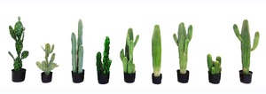 Venta caliente barato plantas tropicales de interior pequeña planta del desierto en maceta bonsái <span class=keywords><strong>cactus</strong></span> suculento Artificial - Product Image 6