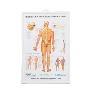 Mapa anatômico da parede 3D do sistema digestivo Gráfico anatômico dos órgãos humanos - Product Image 5