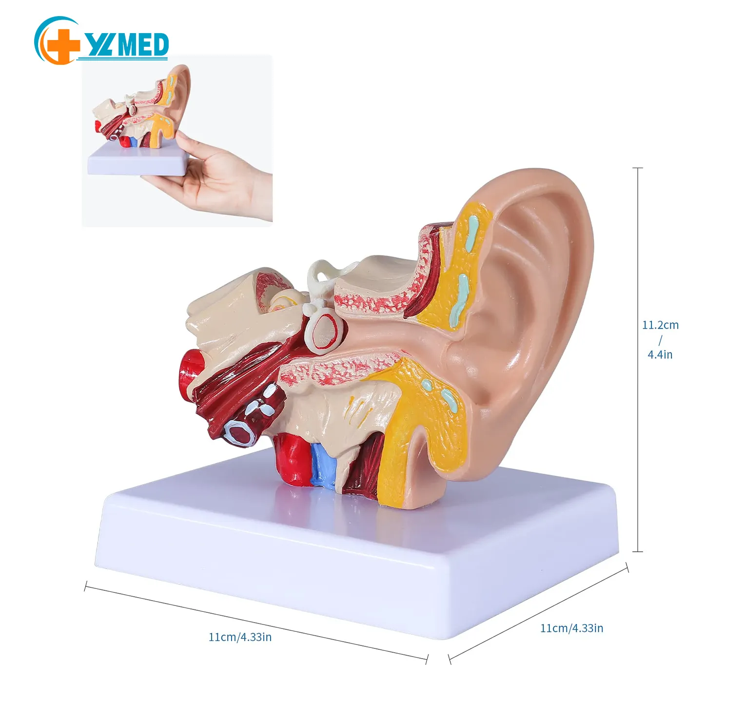 Menschliches Ohr modell Anatomie-Anatomisches 3D-Ohrmodell 1,5-mal vergrößert Äußeres Mittelohr modell mit Display basis anzeigen