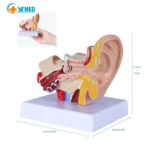 인간의 귀 모델 해부학-해부학 3D 귀 모델 1.5 배 확대 표시 외부 중간 내부 귀 모델 디스플레이 자료