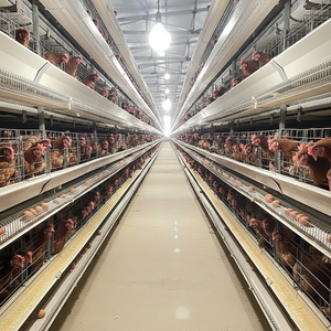 Equipo de cría de aves de engorde con sistema automático de jaula tipo H para pollos de engorde - Product Image 1