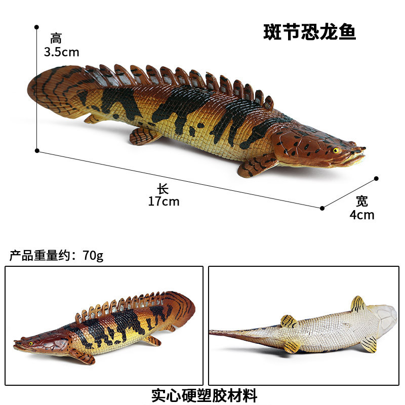 M-1205 Bichir rayé (sans socle)