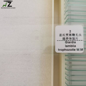 1 pièce de lame préparée de trophozoites de Giardia lamblia, parasite - Product Image 2
