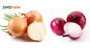 New Harvest Fresh Chinese Onion Purple /red /yellow Onion Fresh Hybrid Onion