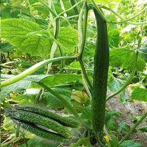 Variétés de concombres fiables pour la plantation en ferme, adaptées aux parterres de fleurs et à la décoration de jardin - Product Image 4