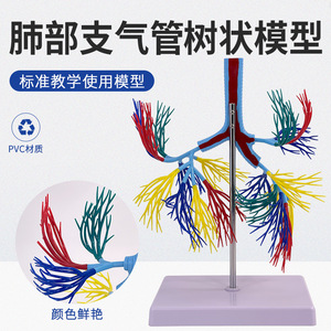 Modèle de l'arbre bronchique ; modèle du trachée humaine ; modèle de l'arbre bronchique ; bronches principales gauche et droite du trachée ; modèle de conduit lobulaire - Product Image 2