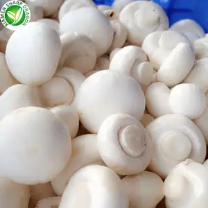 냉동 IQF 신선한 최고의 화이트 샴 피논 버튼 버섯 스폰 Agaricus 비스포러스 버섯 유기농 냉동 대량 도매 가격