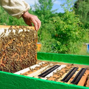 Hive Beetle bẫy cho tổ ong công cụ nuôi ong nghề nuôi ong Nguồn cung cấp kiểm soát bọ cánh cứng - Product Image 6