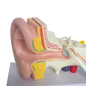 Venta al por mayor de <span class=keywords><strong>PET</strong></span>/PVC 3D modelo anatómico del oído humano para la educación y la formación en ciencias médicas - Product Image 5