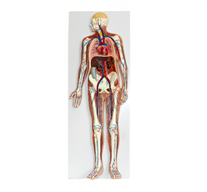 Modèle durable du système circulatoire en PVC de 90 cm pour l'enseignement scolaire, sciences médicales, concept anatomique, fabriqué en Chine - Product Image 4
