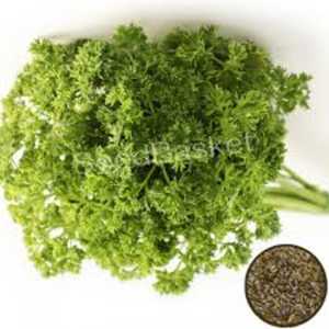 Sachet de graines de persil frais, graines d'herbes naturelles, rendement élevé, résistantes aux maladies, pour jardin domestique et herbes aromatiques de cuisine - Product Image 2