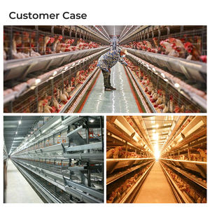 Offre Spéciale poulet volaille ferme 5000 oiseau élevage automatique poules pondeuses oeuf <span class=keywords><strong>prix</strong></span> poulet couche batterie Cage à <span class=keywords><strong>vendre</strong></span> - Product Image 6