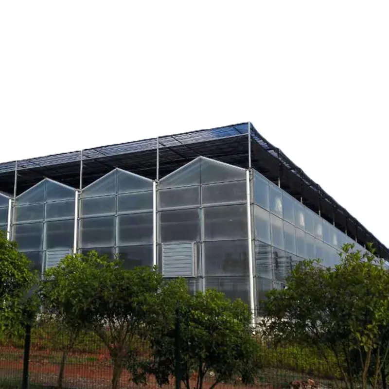 Khu vực nhiệt đới tiêu chuẩn Moth phong lan hoa cây giống Đài Loan phong lan nồi dendrobiums glasshouse với Shading để bán