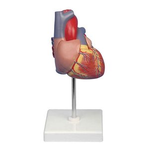 Modelli di Cuore Umano per Scienza Cardiologica, Anatomia e Medicina in Vendita - Product Image 6