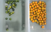 Trieuse optique à bande mini optique chinoise pour l'oignon séché, les fruits frais, le kumquat, le café, la cerise, machine de tri de couleur