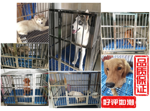 Katlanabilir katlanabilir Metal büyük Xxl köpek kafesi Metal Kennels, büyük köpek için istiflenebilir köpek kafesleri, toptan köpek sandık - Product Image 4