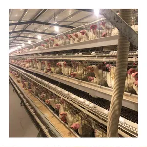 Eier automatische Farm Schicht Broiler Hühner käfig für Geflügelfarm