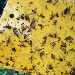 Piège adhésif imperméable de 7,88 x 3,94 pouces pour la ferme, plaque de colle double face pour insectes, pour mouches des fruits/mouches blanches/thrips - Product Image 1