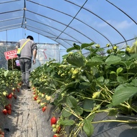 Serre tunnel multi-chapelles professionnelle à structure galvanisée pour la culture des fraises