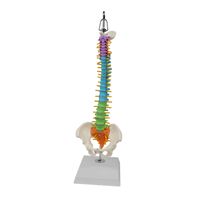 Modèle de colonne vertébrale flexible de 45 cm, coloré, avec occiput, vertèbres, bassin et fémur – Aide pédagogique anatomique