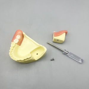 Scienza medica completa protesi dentaria modello resina denti per lo studio e l'insegnamento - Product Image 2