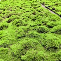Faux gazon vert en mousse pour jardin, décoration murale de fond, tapis de mousse artificielle, panneau végétal, tapis, mousse artificielle, résistant aux UV pour Halloween